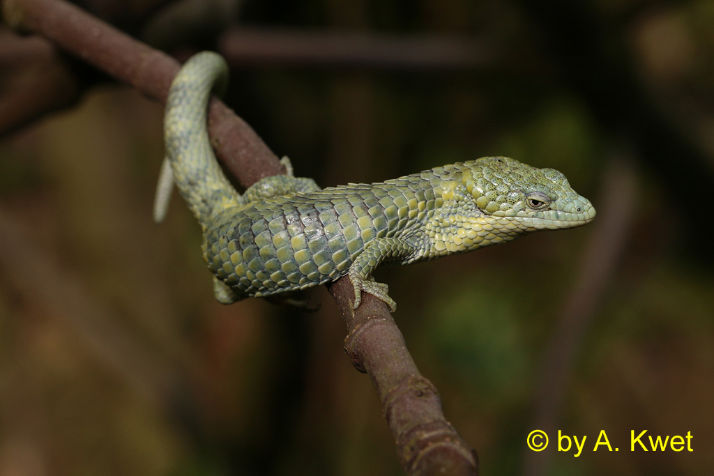 Boom bewonende hagedis (Abronia mixteca), Foto © by A. Kwet