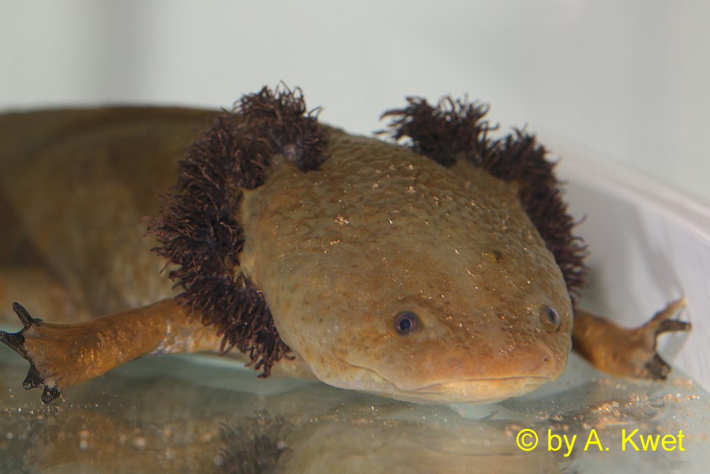 Ambystoma dumerilii, © by A. Kwet