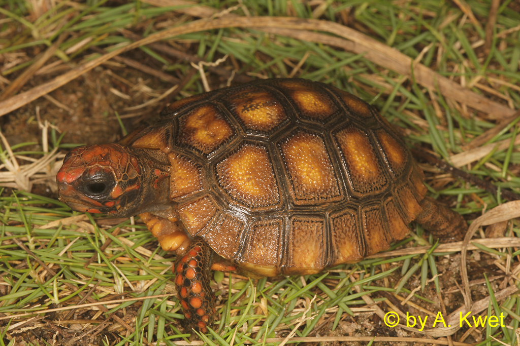 Jeune tortue charbonnière (Chelonoidis carbonarius) Photo: A. Kwet