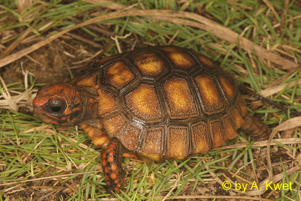 Junge Köhlerschildkröte (Chelonoidis carbonarius) © by A. Kwet