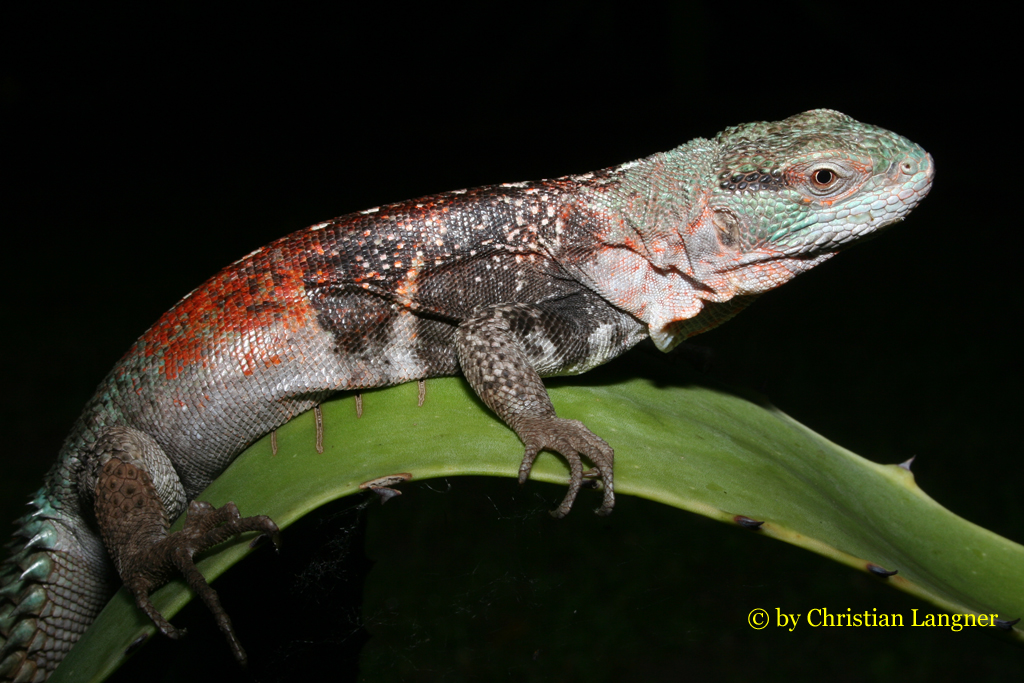 Ctenosaura alfredschmidti, © by Christian Langner