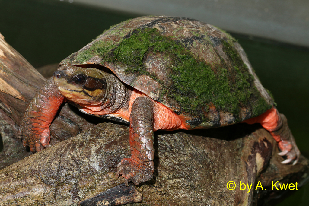 Cuora cyclornata annamitica Photo: A. Kwet