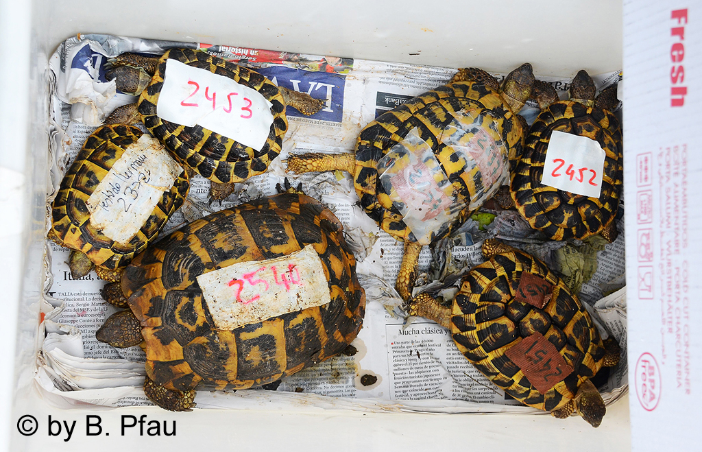 Landschildkröten im Karton, © by B. Pfau