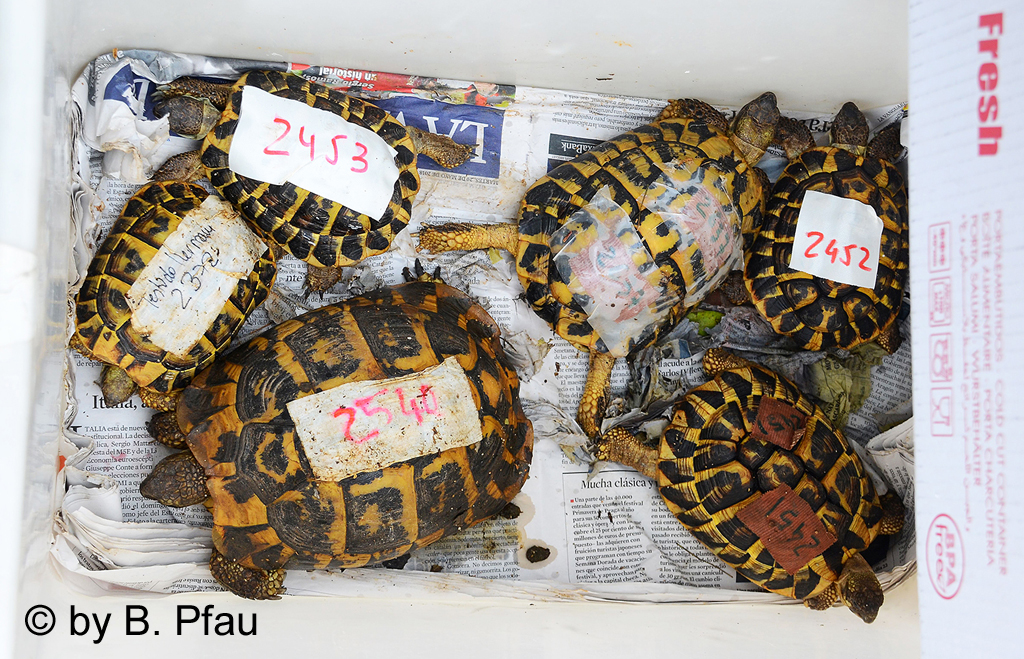 Tortues placées dans une boîte Photo: B. Pfau