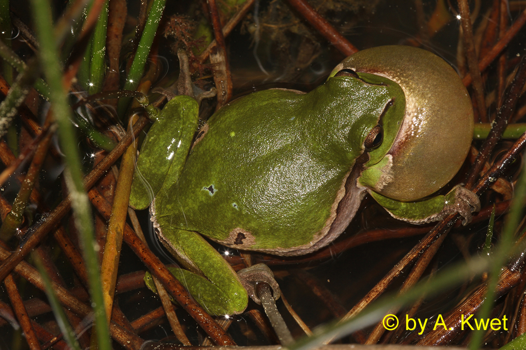 Europese boomkikker (Hyla arborea) - Lurch van het jaar 2008, © by A. Kwet