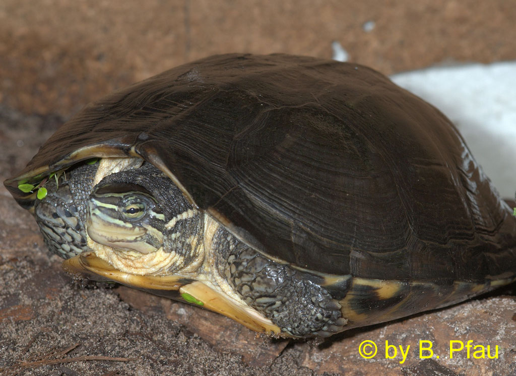 Annam-Bachschildkröte (Mauremys annamensis) © by B. Pfau