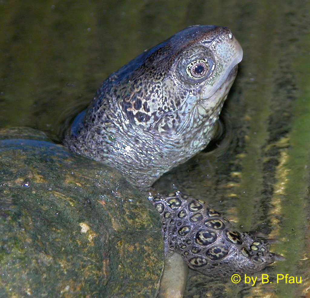 Mexikanische Wasserdosenschildkröte (Terrapene coahuila) © by B. Pfau